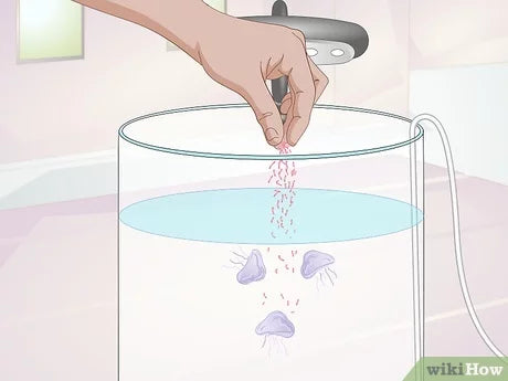 How to take care of your jellyfish?