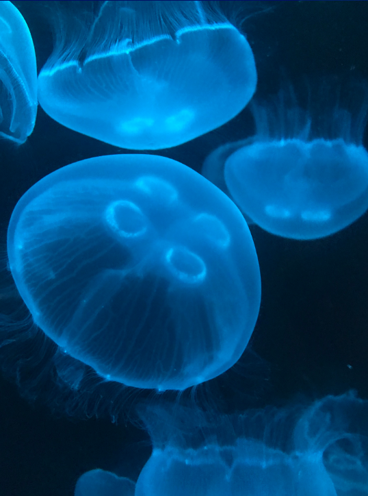 Moon Jellyfish