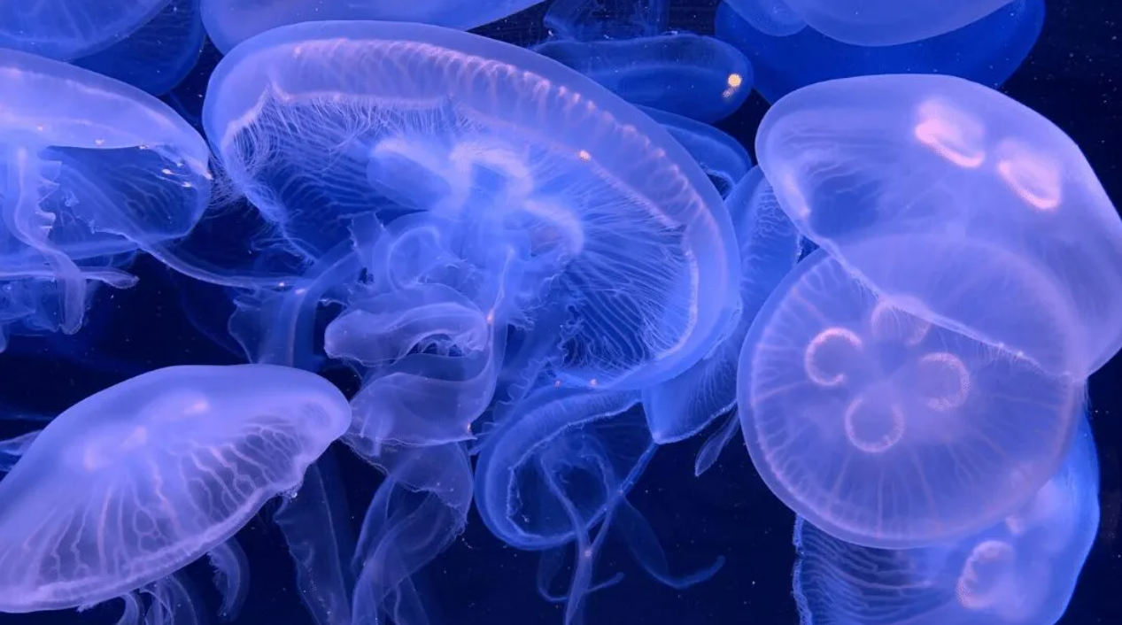 Moon Jellyfish