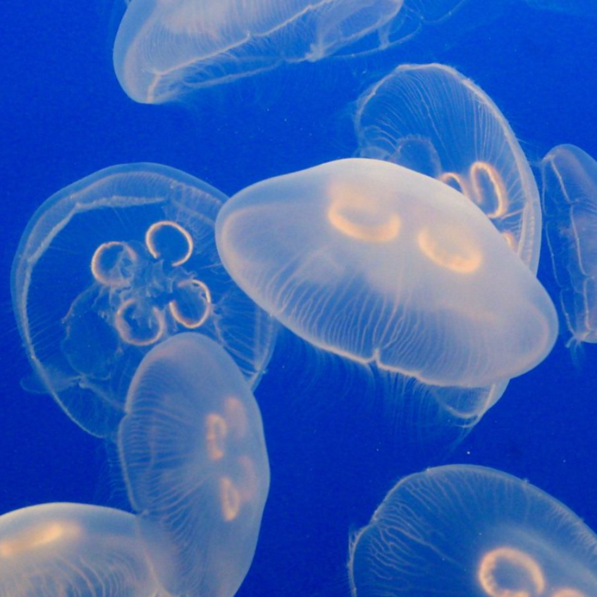 Moon Jellyfish