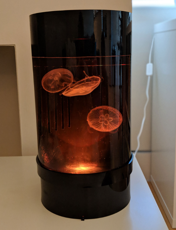 C8 Nano jellyfish aquarium