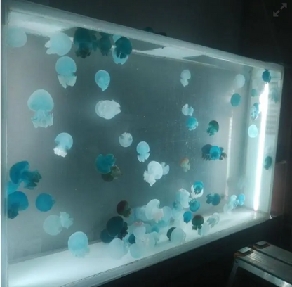 Custom oval jellyfish aquarium