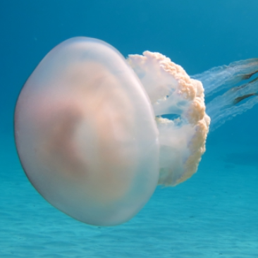 Luteum jellyfish