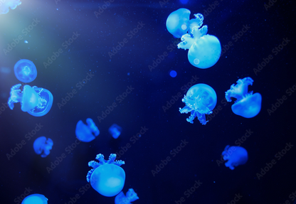 Blue Cannonball Jellyfish