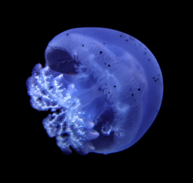 Blue Cannonball Jellyfish