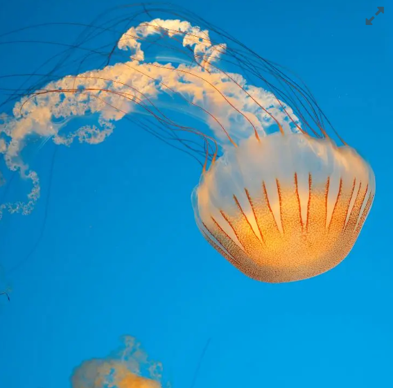 Plocamia jellyfish